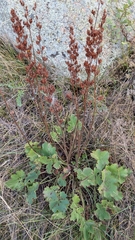 author not stated, no rights reserved Heuchera richardsonii, photograph author not stated, no rights reserved