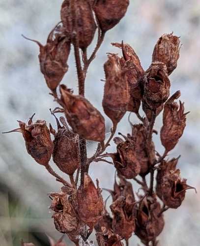Heuchera richardsonii, photograph 5