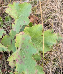 Heuchera richardsonii, photograph author not stated, no rights reserved