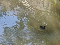 Gallinula chloropus