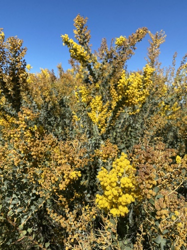 Acacia cultriformis observed 2026-09-03