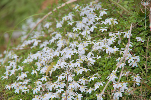 Lobelia angulata, photograph 4