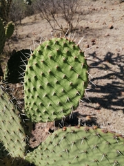 Opuntia joconostle