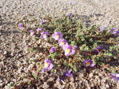 (c) Em Lamond, some rights reserved (CC BY) Thyridia repens, photograph (c) Em Lamond, some rights reserved (CC BY)