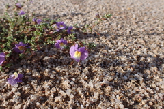 (c) Em Lamond, some rights reserved (CC BY) Thyridia repens, photograph (c) Em Lamond, some rights reserved (CC BY)