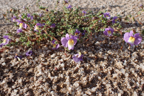 Thyridia repens, photograph 6