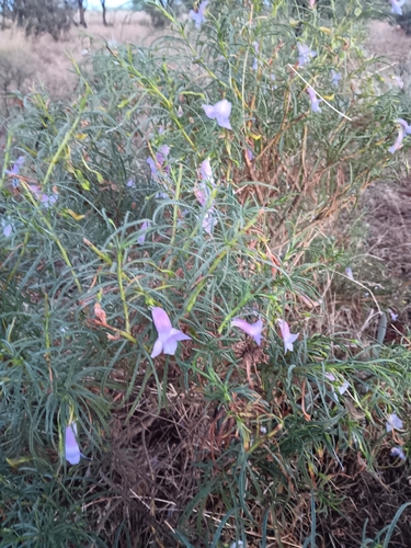 Charleville Turkey Bush