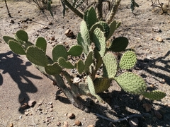 Opuntia joconostle