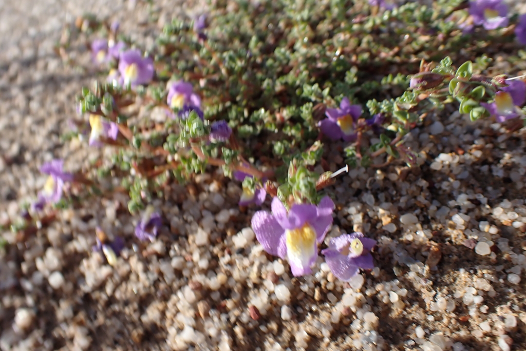 Thyridia repens; photograph (c) Em Lamond, some rights reserved (CC BY)