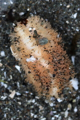 Eupentacta pseudoquinquesemita