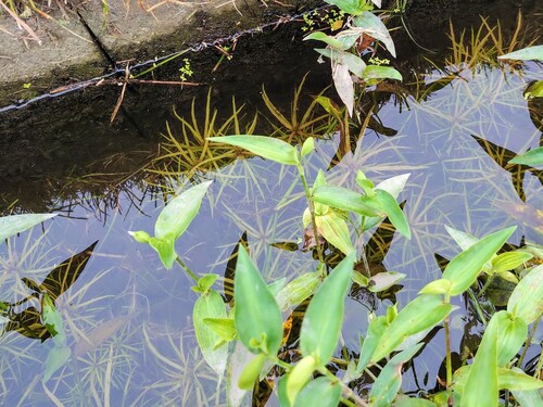 Pogostemon stellatus observed 2026-08-28
