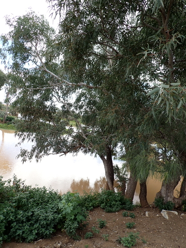 Eucalyptus coolabah, photograph 1