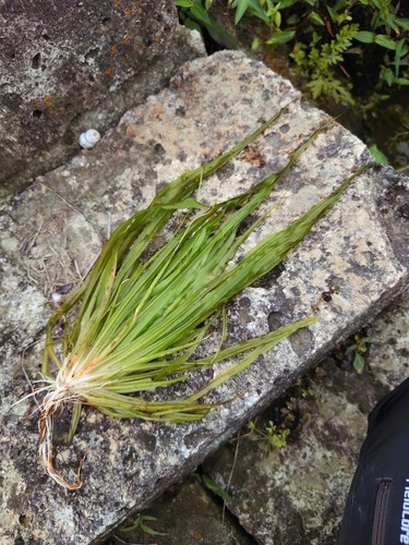 Blyxa aubertii observed 2026-08-28