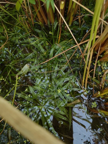 Blyxa aubertii observed 2026-08-28