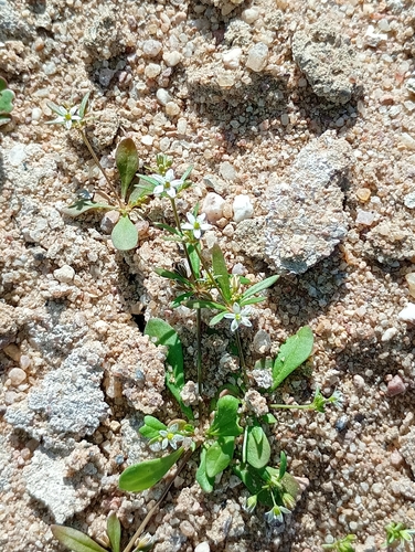 green carpetweed