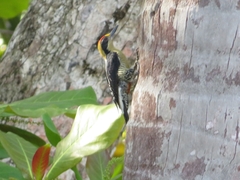Melanerpes chrysauchen
