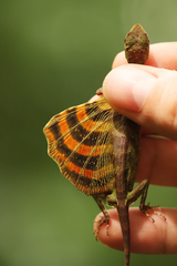 Draco quinquefasciatus
