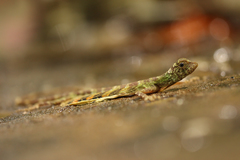 Draco quinquefasciatus