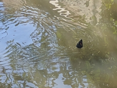 Gallinula chloropus