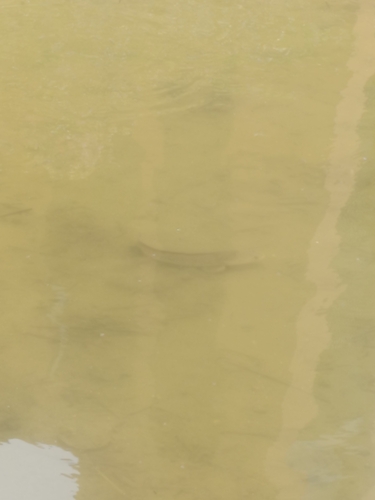 Striped Snakehead