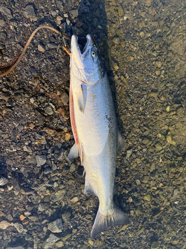 Coho Salmon