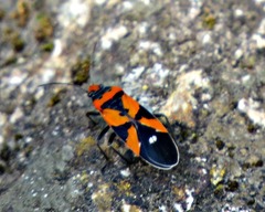 Lygaeus analis