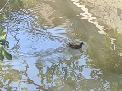 Gallinula chloropus