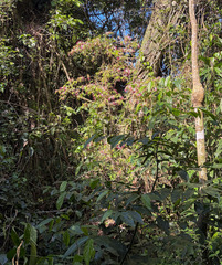 (c) avocat, some rights reserved (CC BY) Calliandra parvifolia, photograph (c) avocat, some rights reserved (CC BY)