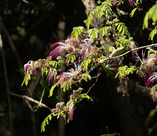 Calliandra parvifolia