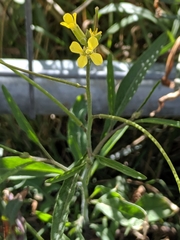 Sisymbrium