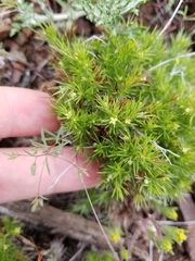 Galium andrewsii