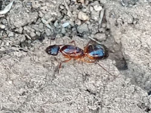 Camponotus pilicornis