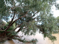 Eucalyptus coolabah