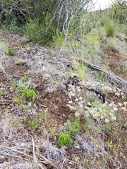 Galium andrewsii