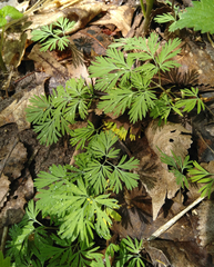 Dicentra cucullaria