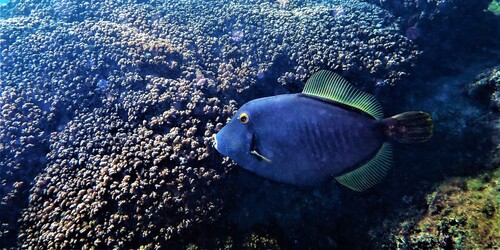 Barred Filefish (Cantherhines dumerilii)