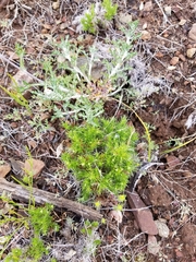 Galium andrewsii