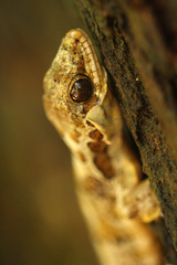Gekko horsfieldii