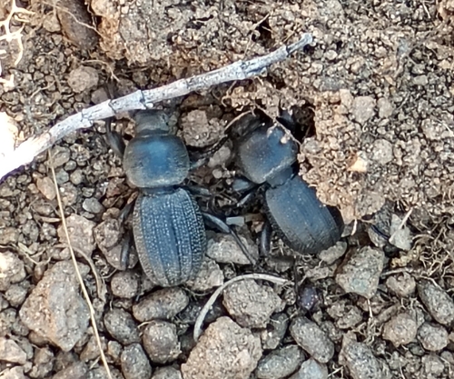 Scaurus uncinus