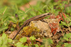 Eutropis rudis