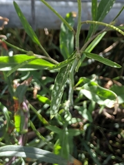 Sisymbrium