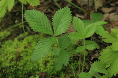Potentilla fragarioides