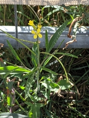 Sisymbrium