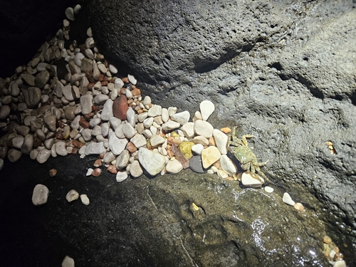 Marbled Crab