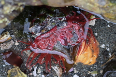 Aulactinia