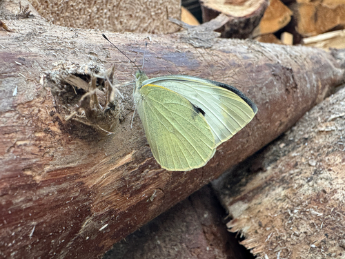 Large White