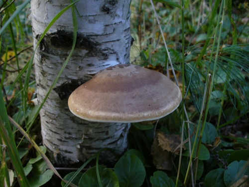 birch polypore