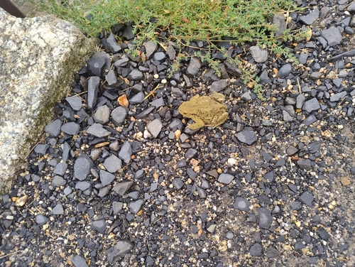 European Toad