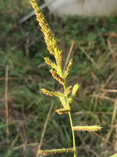barnyardgrass