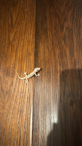 Mediterranean House Gecko